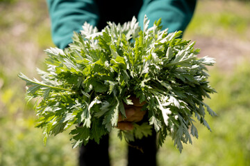 Freshly harvested Mugwort