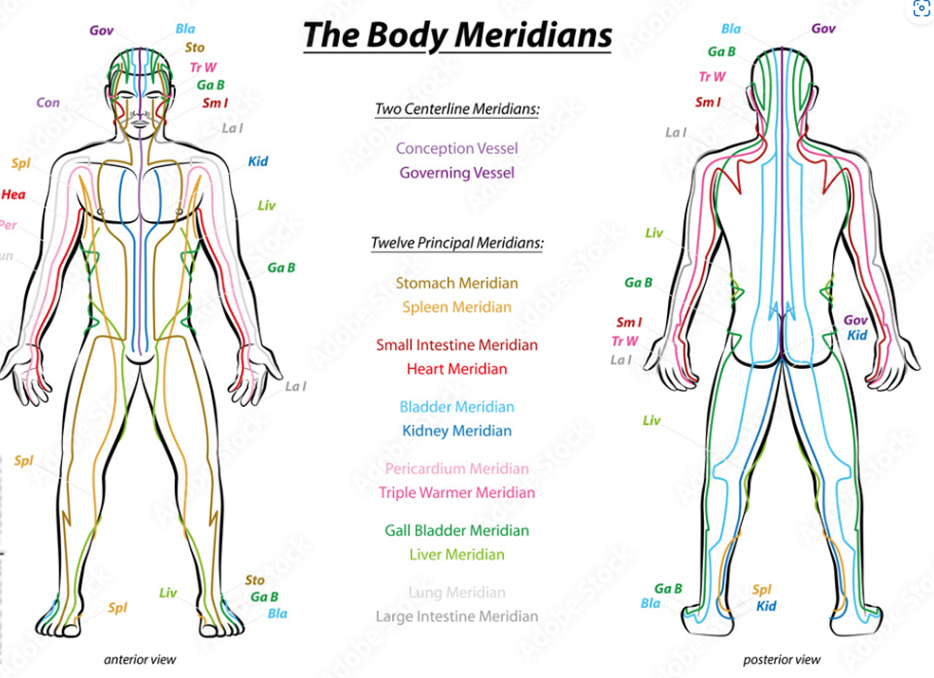 The 12 meridians correlate with the body's organ systems