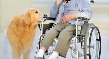 Animals can assist with limited mobility